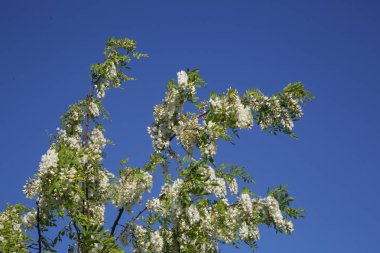 Açık mavi gökyüzüne karşı beyaz akasya çiçekleriyle dolu dallar