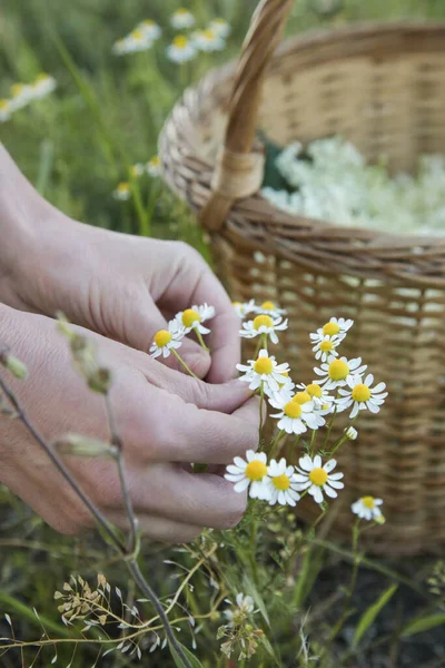 Woman Harvesting Chamomile Flower Heads Meadow — Stock Photo, Image