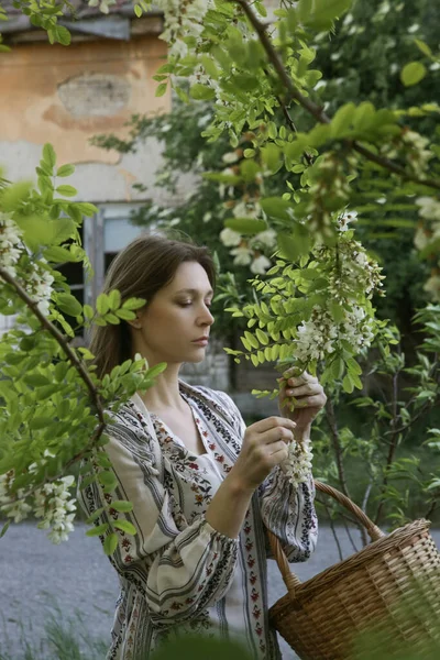 Frau Erntet Weiße Akazienblüten Ländlichen Raum — Stockfoto