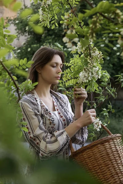 Frau Erntet Weiße Akazienblüten Ländlichen Raum — Stockfoto