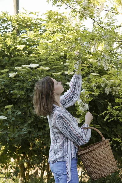 Frau Erntet Weiße Akazienblüten Ländlichen Raum — Stockfoto