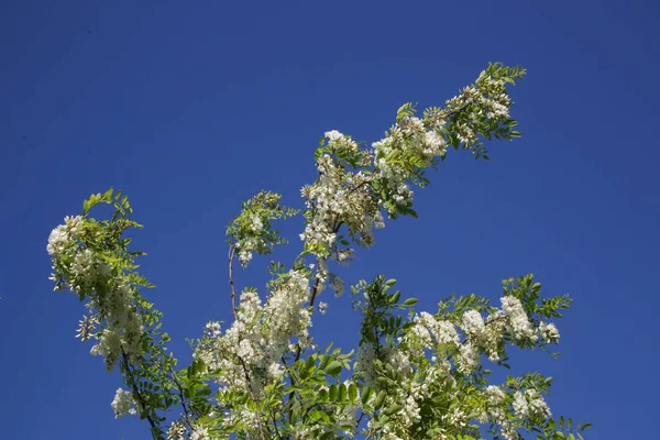 Ramas Llenas Flores Blancas Acacia Contra Cielo Azul Claro — Foto de Stock