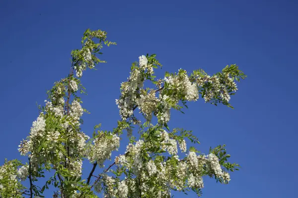 Ramas Llenas Flores Blancas Acacia Contra Cielo Azul Claro — Foto de Stock