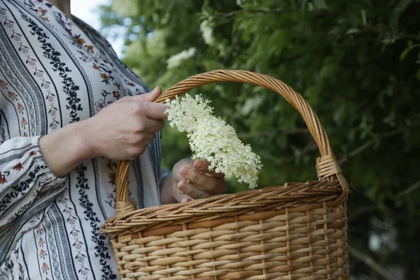 Vrouw Die Vlierbloesem Oogst Het Platteland — Stockfoto