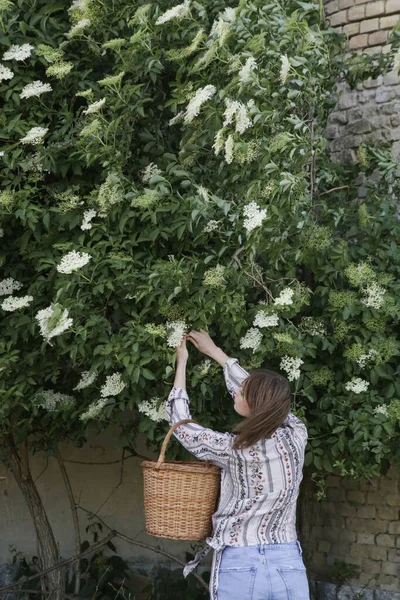 Γυναίκα Συγκομιδή Elderflower Στην Αγροτική Περιοχή — Φωτογραφία Αρχείου