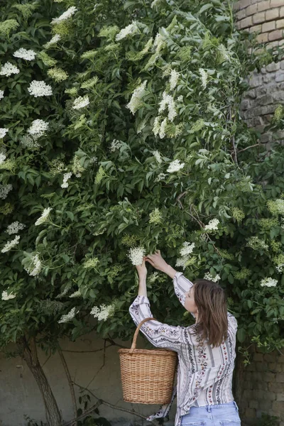 Frau Erntet Holunderblüten Ländlichen Raum — Stockfoto