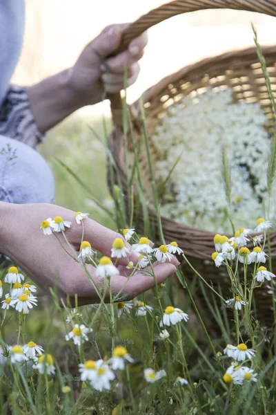 Woman Harvesting Chamomile Flower Heads Meadow — Stock Photo, Image