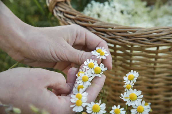 Vrouw Die Kamille Bloemenkoppen Oogst Weide — Stockfoto