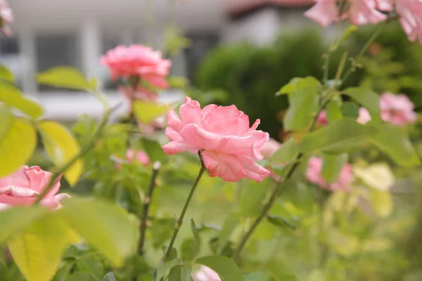 Rosa Rosornas Trädgård Blom — Stockfoto