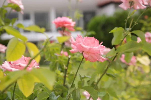 Jardim Rosas Rosa Flor — Fotografia de Stock