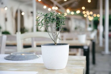 Lokanta masasındaki saksıda zeytin ağacı var.