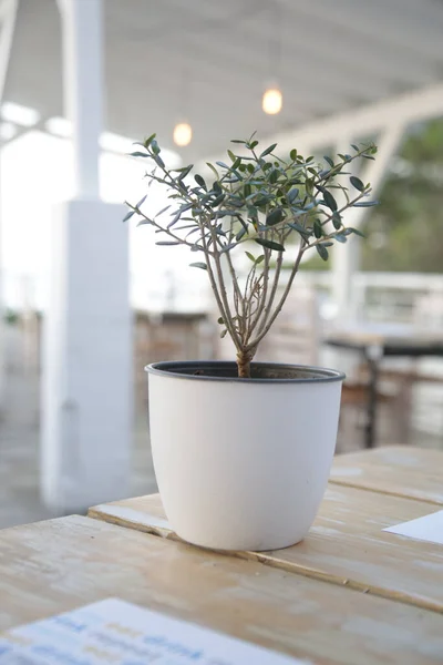 Olijfboom Plant Een Bloempot Restauranttafel — Stockfoto