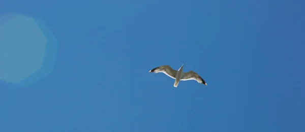 Mouette Volant Travers Ciel Bleu Clair — Photo