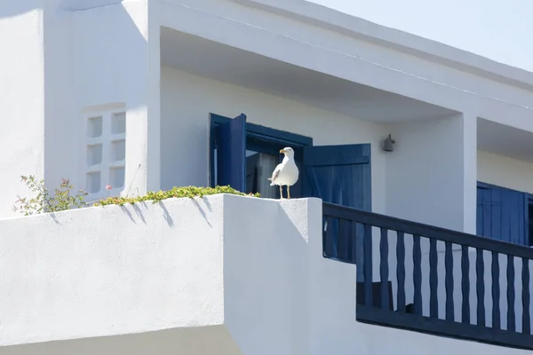 Möwe Auf Dem Balkongeländer — Stockfoto