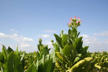Tarlada tütün bitkisi çiçekleri