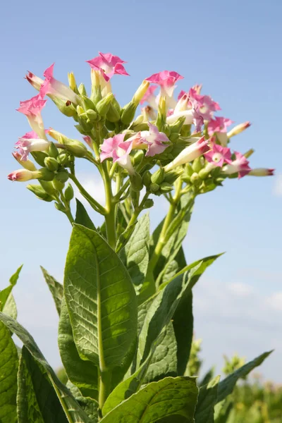Flores Plantas Tabaco Campo — Fotografia de Stock