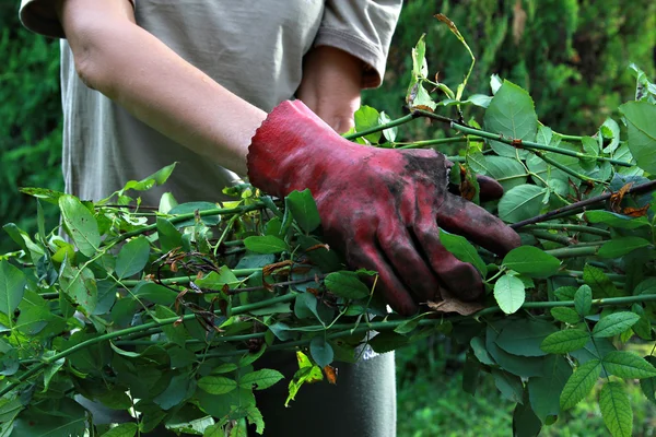 Gartenarbeit — Stockfoto