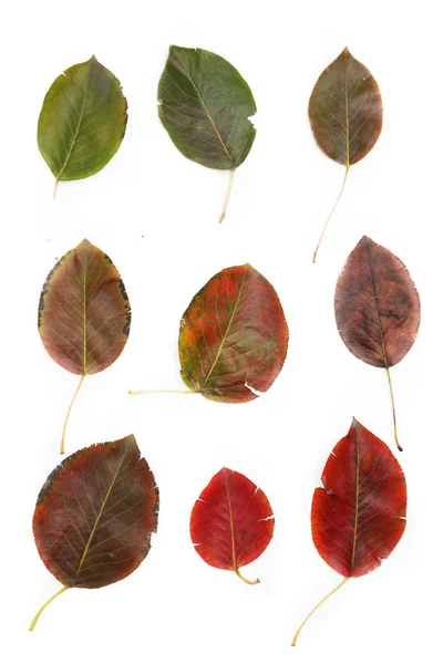 La belleza de las hojas — Foto de Stock