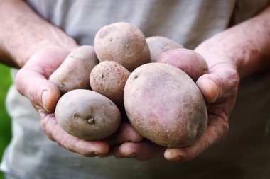 Patates.