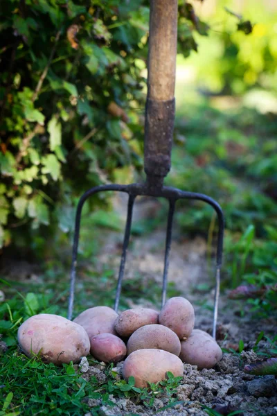 신선한 감자 — 스톡 사진