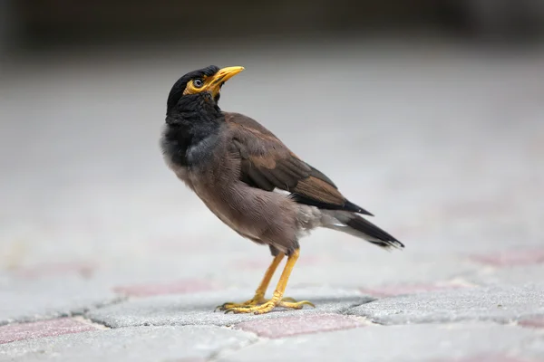 市の鳥 — ストック写真