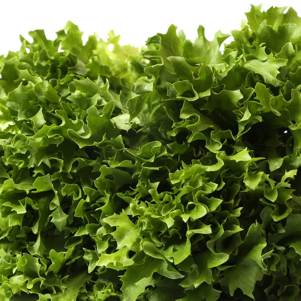 Lettuce — Stock Photo, Image