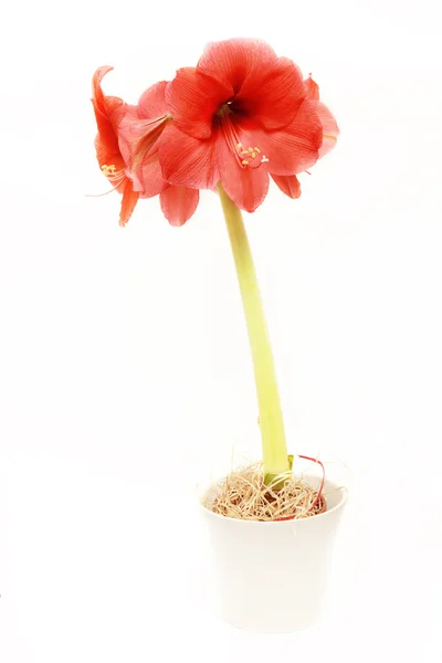 Amaryllis — Stockfoto