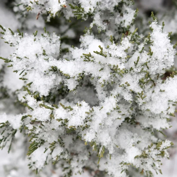 Fundo de inverno — Fotografia de Stock