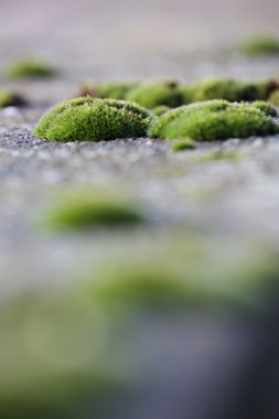 Kaldırıma yosun kümeleri