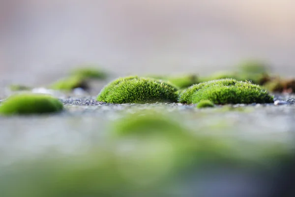 Moss clusters on the pavement — Stock Photo, Image