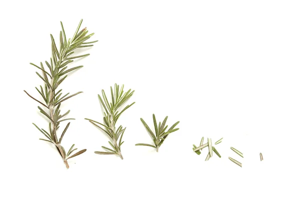 Rosemary — Stock Photo, Image