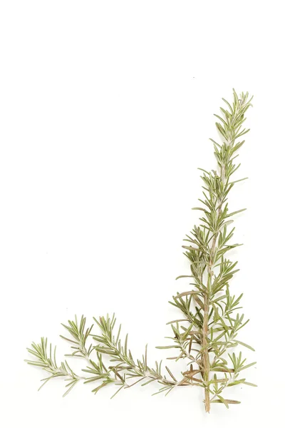 Rosemary — Stock Photo, Image