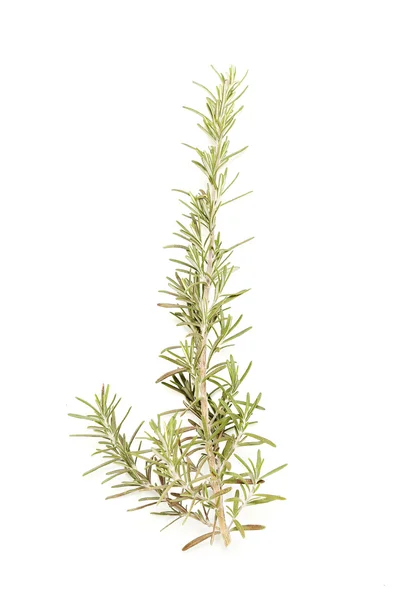 Rosemary — Stock Photo, Image