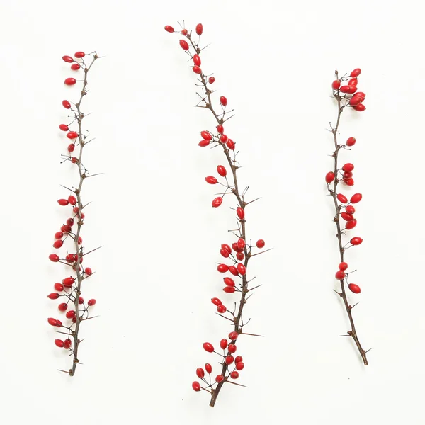 Berberis vulgaris twigs — Stock Photo, Image