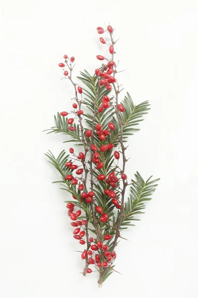 赤い実のクリスマス モミ枝 — ストック写真