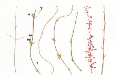 Different kind of twigs clipart