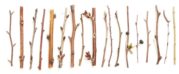 Different kind of twigs
