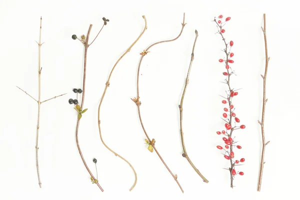 Different kind of twigs — Stock Photo, Image