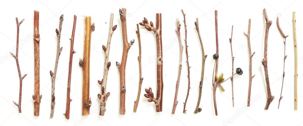 Different kind of twigs