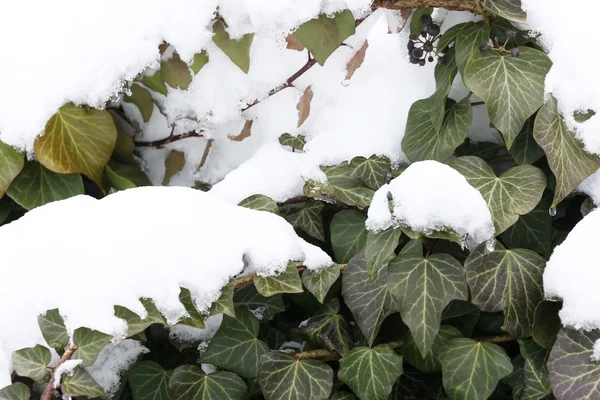 Winterachtergrond — Stockfoto