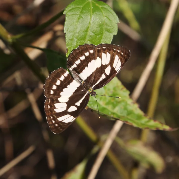 Mariposa blanca y negra — Foto de Stock