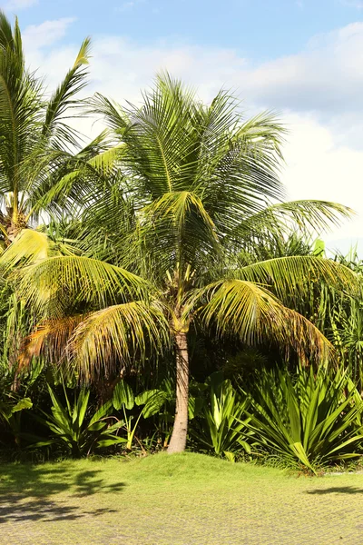 Palm tree — Stock Photo, Image