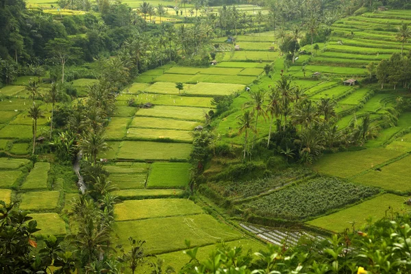 Campos de arroz — Fotografia de Stock