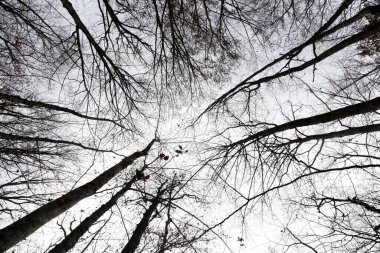 Dramatik Çıplak Orman Perspektifi Beyaz Gök Doğası, Kontrastı ve Grafiksel Manzaraya Karşı Siluetler