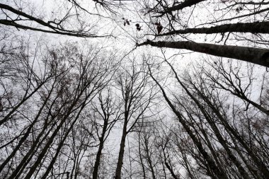 Dramatik Çıplak Orman Perspektifi Beyaz Gök Doğası, Kontrastı ve Grafiksel Manzaraya Karşı Siluetler
