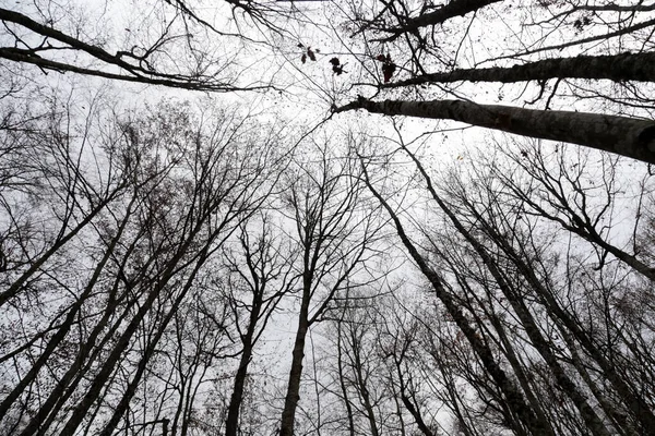 Dramatik Çıplak Orman Perspektifi Beyaz Gök Doğası, Kontrastı ve Grafiksel Manzaraya Karşı Siluetler