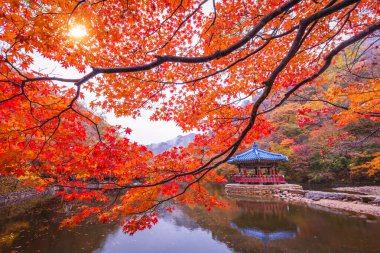 Gün batımında küçük bir setin ortasında bir pavyon ve Güney Kore 'deki Naejangsan Ulusal Parkı' nda renkli sonbahar yaprakları..