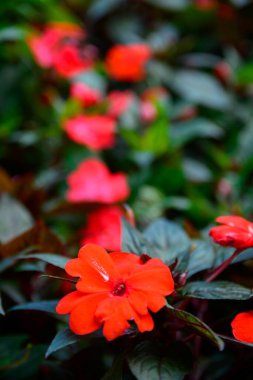 Pembe zakkum ağacının narin çiçekleri, Nerium zakkum, baharda çiçek açtı. Cornel Apocynaceae ailesinden küçük bir ağaç. Pembe yaz zakkum arka planı