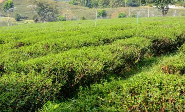 Gün batımı ve gün doğumu saatinde çay çiftliğinin muhteşem manzarası. Mavi gökyüzü ve sisli doğa arkaplanı.