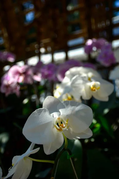 Белый Фаленопсис Цветок Моли Дендробиум Орхидеи Белые Орхидеи Выделены Фоне — стоковое фото
